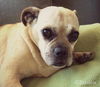 Ozzie