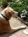Tilly