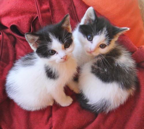 Teddy and Tabitha