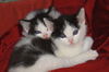 Teddy and Tabitha
