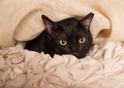 Max