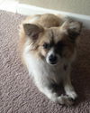 Bruno