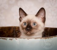 Simon