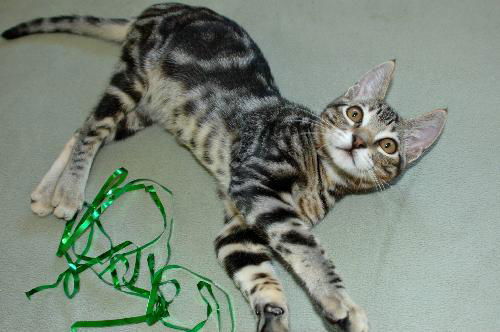 Tigger
