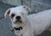 Chester