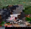 Sheppy
