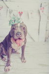 Lily