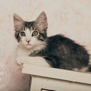 Mr. Meowgi