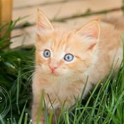 Oliver