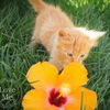 Oliver