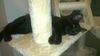 Black Jack