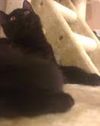 Black Jack