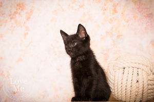 Blackie