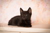 Blackie