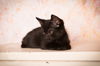 Blackie