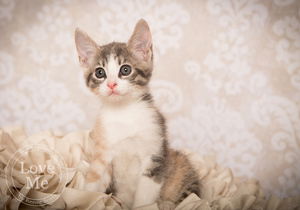 Jasmine