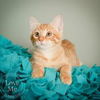 Rufus