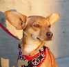 Ringo
