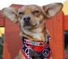 Ringo