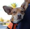 Ringo