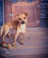 Chester