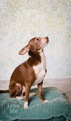 Peanut