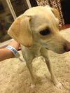 Lucy