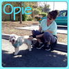 Opie