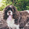 Charlie Bear