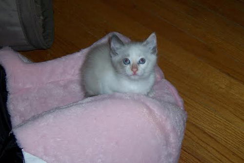 Tammy