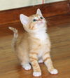 Ginger