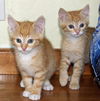 Ginger