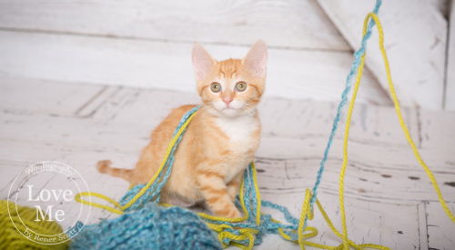 Ginger