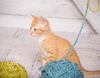 Ginger