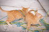 Ginger
