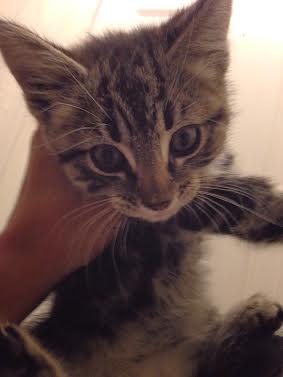 Willow