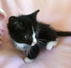 Tiny Tim