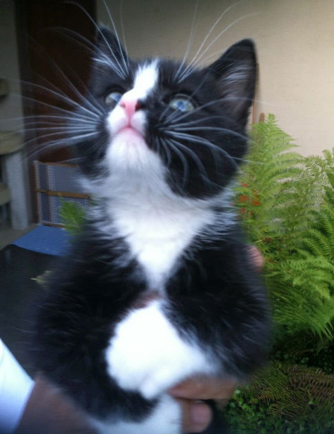 Tiny Tim