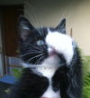 Tiny Tim