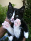 Tiny Tim
