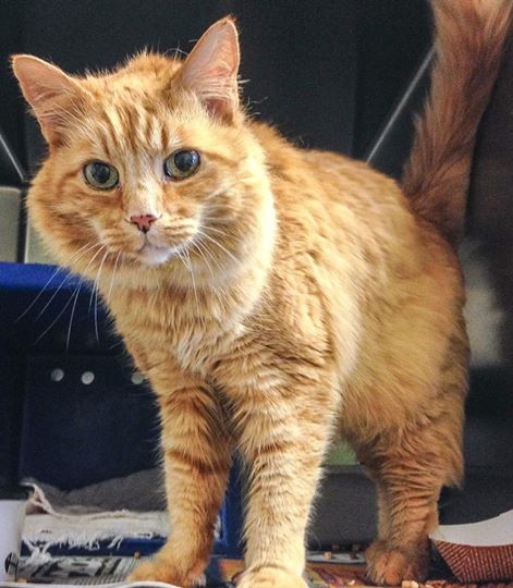 Ginger