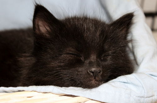 Fluffy