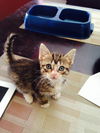 Brownie