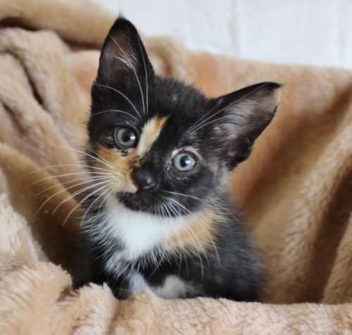 Precious