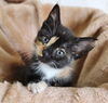 Precious
