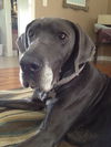 Atticus