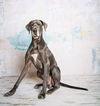 Atticus