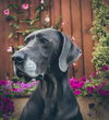 Atticus
