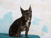 Chico