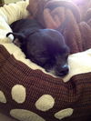 Chico